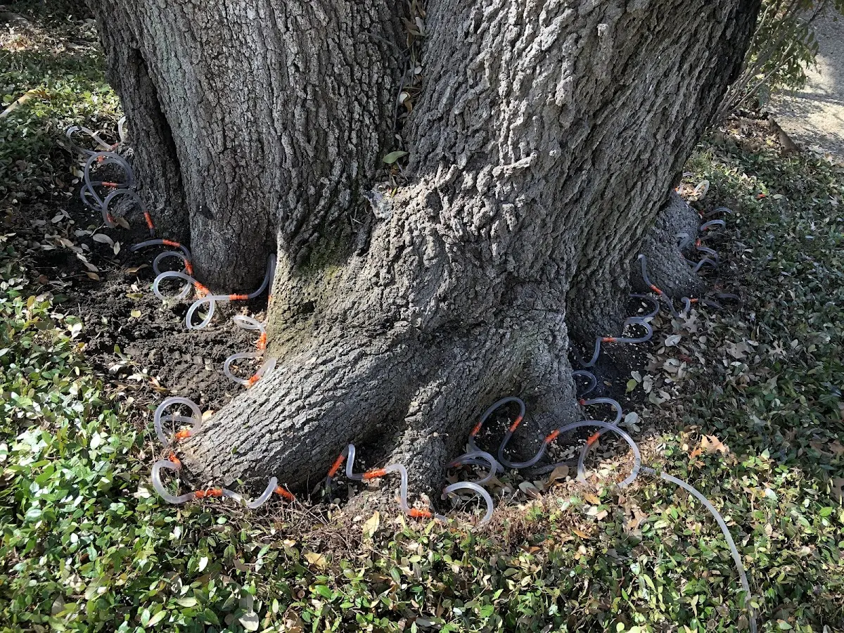 Detailed Tree Cabling and Bracing job site in Athol